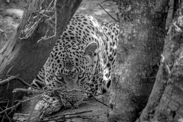 Big male Leopard hiding behind a tree.