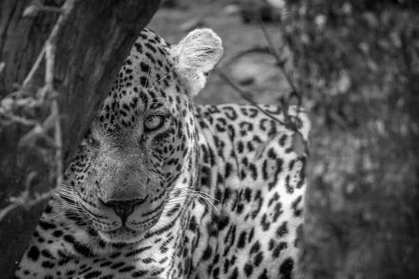 Μεγάλο αρσενικό Leopard κρύβονται πίσω από ένα δέντρο. — Φωτογραφία Αρχείου