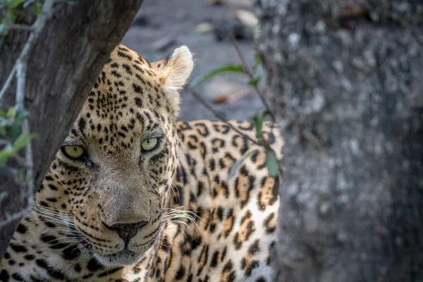 Grande masculino leopardo escondido atrás de uma árvore . — Fotografia de Stock