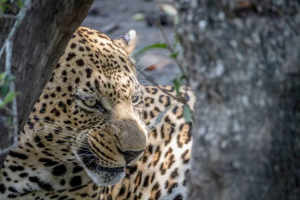 Duży męski Leopard chowając się za drzewa. — Zdjęcie stockowe