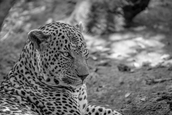 Büyük bir erkek leopar yakın çekim. — Stok fotoğraf