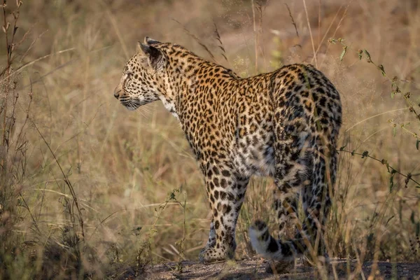 Leopardo con qualcosa nell'erba . — Foto Stock