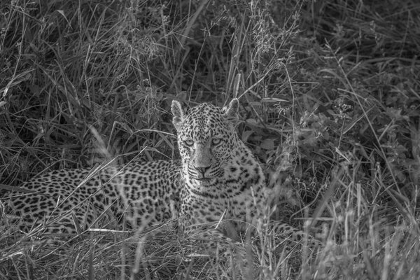 Leopard laying in the grass in Kruger.
