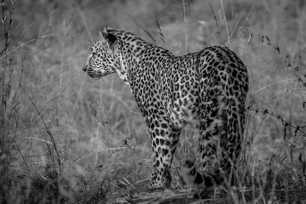 Leopard huvudrollen på något i gräset. — Stockfoto