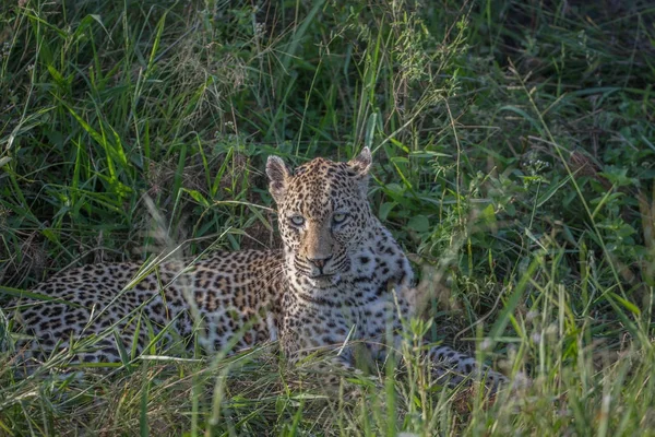 Leopard liegt im Gras in Kruger. — Stockfoto