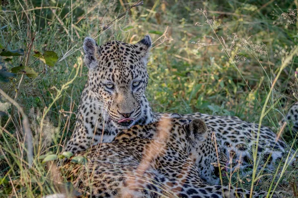 Matka mládě lepení v trávě a Leopard. — Stock fotografie