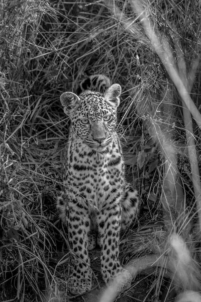 Молодой леопард между травой . — стоковое фото