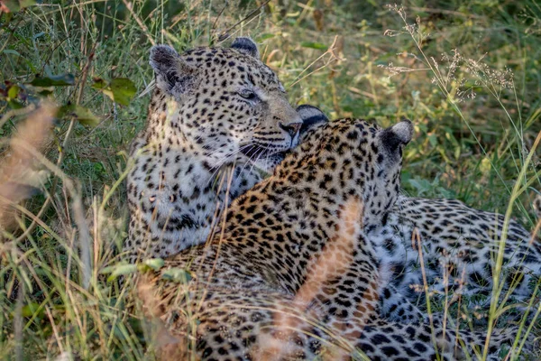 Mãe Leopardo e filhote de ligação na grama . — Fotografia de Stock