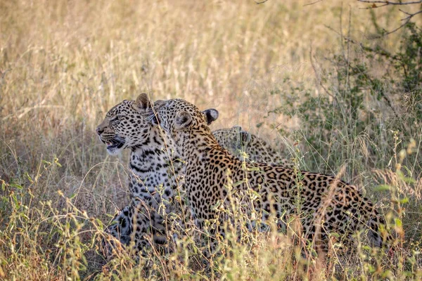 Madre Leopardo e cucciolo di legame nell'erba . — Foto Stock