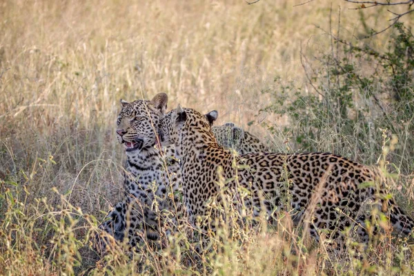 Mère léopard et louveteau collage dans l'herbe . — Photo