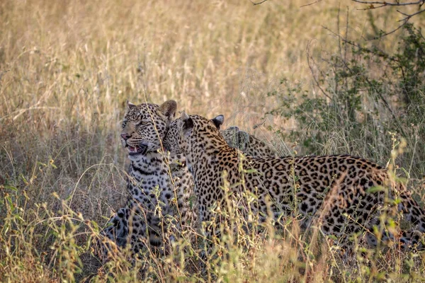 Moeder luipaard en cub lijmen in het gras. — Stockfoto