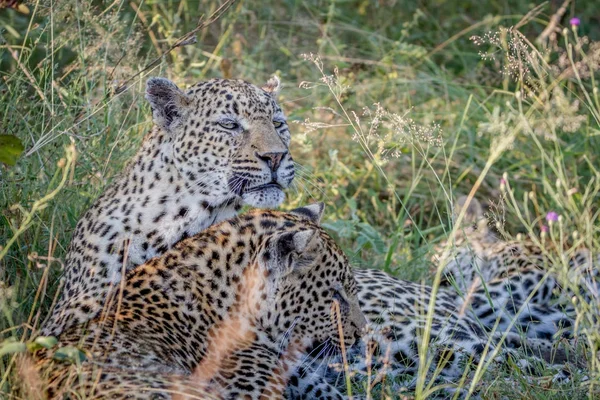 Madre Leopardo y cachorro de unión en la hierba . — Foto de Stock