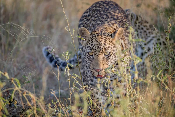 Fiatal Leopard gyaloglás felé a kamera. — Stock Fotó