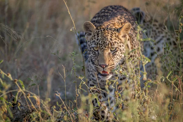 Junger Leopard geht auf die Kamera zu. — Stockfoto
