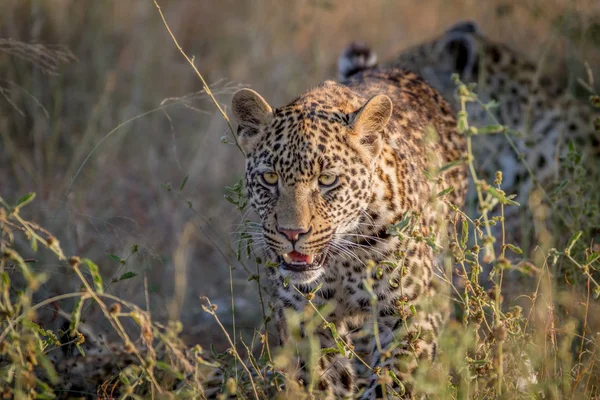 Junger Leopard geht auf die Kamera zu. — Stockfoto