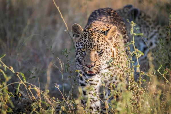 Молодой леопард идет к камере . — стоковое фото