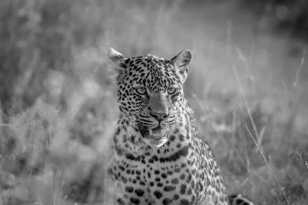 Junger Leopard sitzt und spielt. — Stockfoto