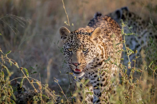 Junger Leopard geht auf die Kamera zu. — Stockfoto