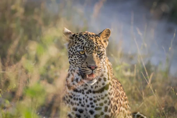 Giovane leopardo seduto e con protagonista . — Foto Stock