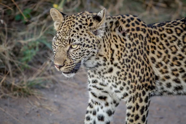 Perfil lateral de um jovem Leopardo . — Fotografia de Stock