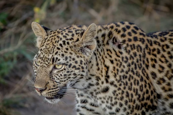 Perfil lateral de un joven leopardo . —  Fotos de Stock