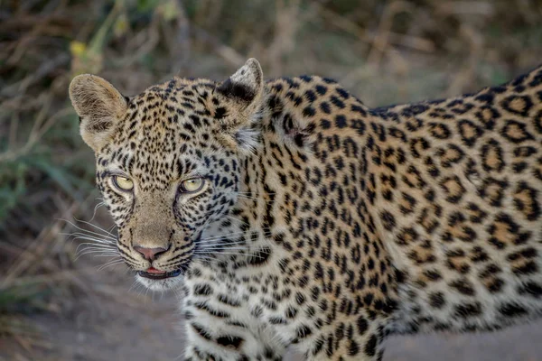 Προφίλ πλευρά του μια νεαρή λεοπάρδαλη. — Φωτογραφία Αρχείου