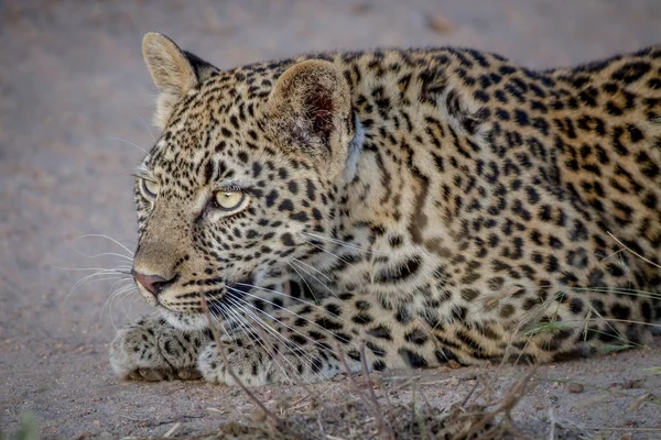 Young Leopard stalking zijn zus. — Stockfoto