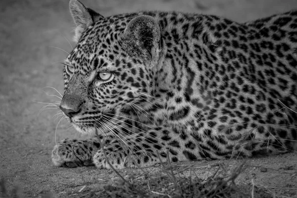 Leopard Młodzi nękanie jego siostra. — Zdjęcie stockowe