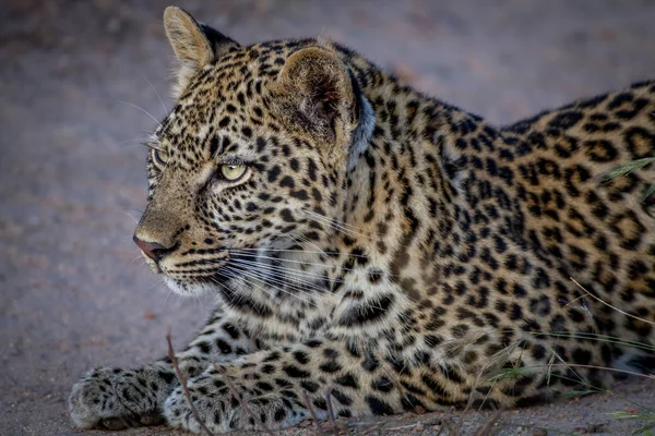 Jovem Leopardo perseguindo sua irmã . — Fotografia de Stock