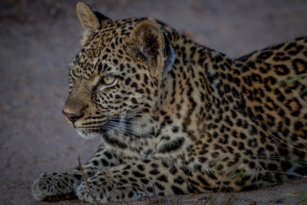 Young Leopard stalking zijn zus. — Stockfoto