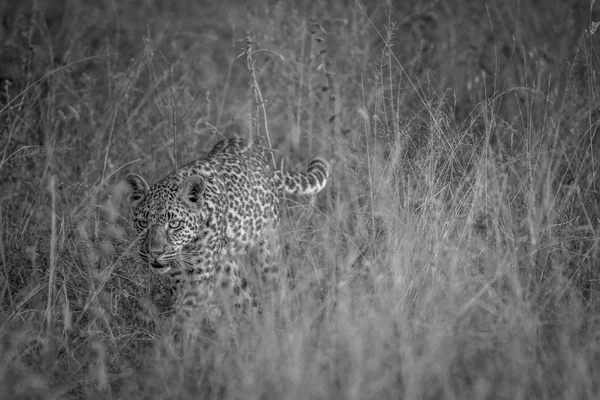Giovane leopardo che cammina nell'erba alta . — Foto Stock