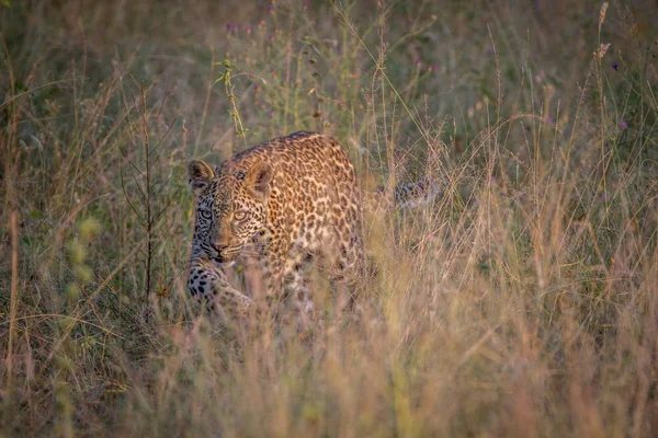 Νέοι Leopard περπάτημα στην υψηλή χλόη. — Φωτογραφία Αρχείου