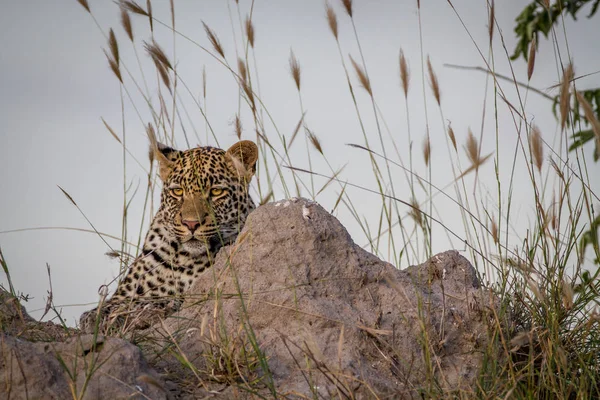 Fiatal Leopard a termeszek mount megállapításáról. — Stock Fotó