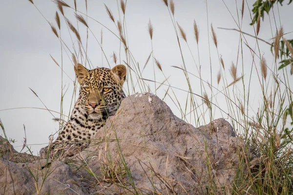 Junger Leopard legt sich auf einen Termitenberg. — Stockfoto