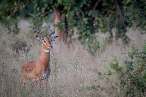 Grande macho Impala de pie en la hierba . —  Fotos de Stock