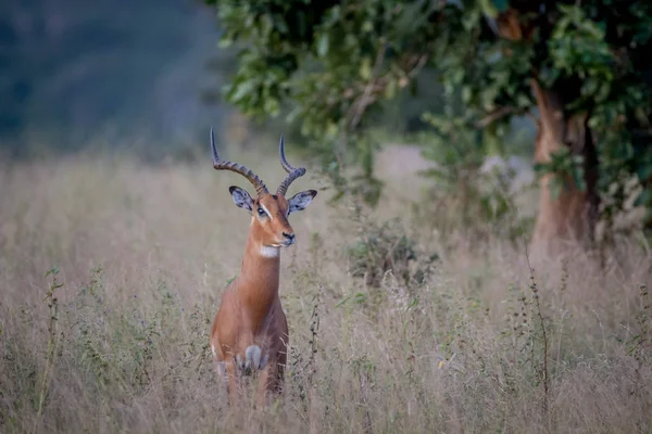 Grande maschio Impala in piedi nell'erba . — Foto Stock