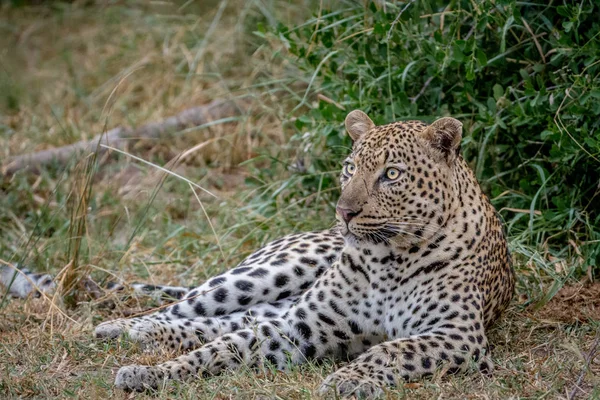 Grande leopardo masculino deitado na grama . — Fotografia de Stock