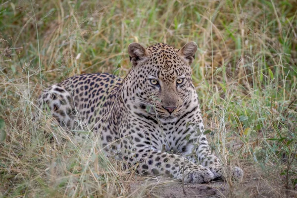 Big male Leopard laying down in the grass.