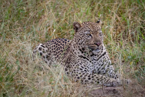 Çim döşeme büyük erkek leopar.