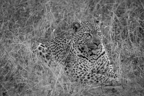 Μεγάλο αρσενικό Leopard καθορισμό στο γρασίδι. — Φωτογραφία Αρχείου