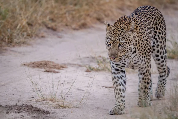 Leopardo caminhando em uma estrada de areia . — Fotografia de Stock