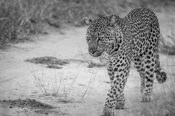Leopardo caminhando em uma estrada de areia . — Fotografia de Stock