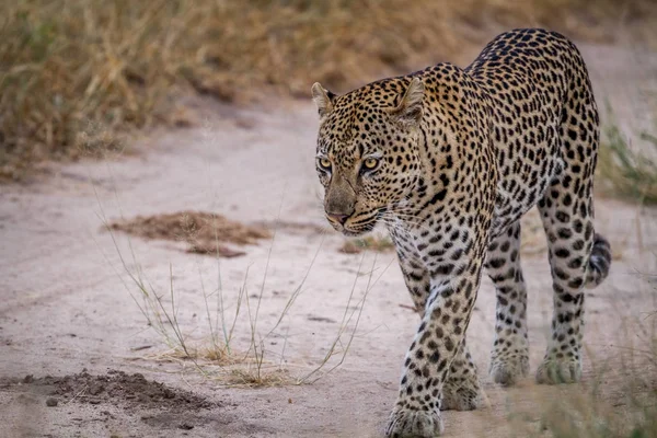 Leopard läuft auf einer Sandstraße. — Stockfoto