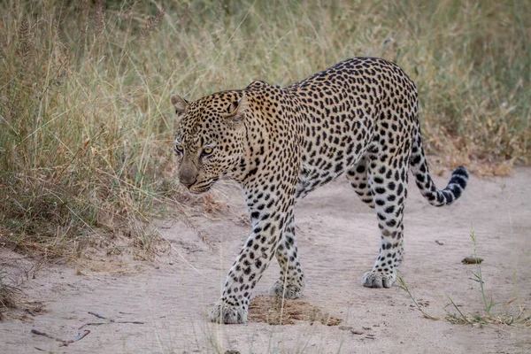Leopard läuft auf einer Sandstraße. — Stockfoto