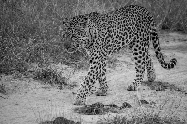 Leopardo caminhando em uma estrada de areia . — Fotografia de Stock