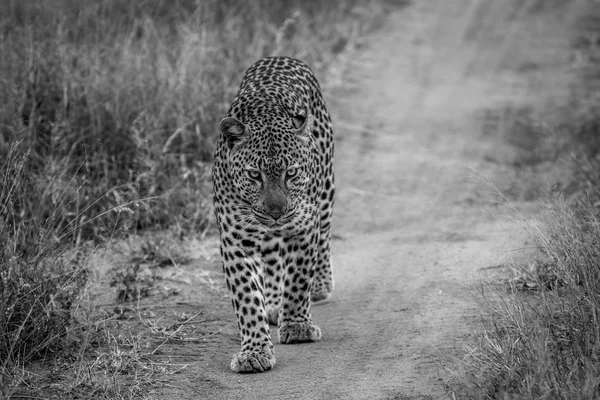 Leopardo caminhando em direção à câmera . — Fotografia de Stock