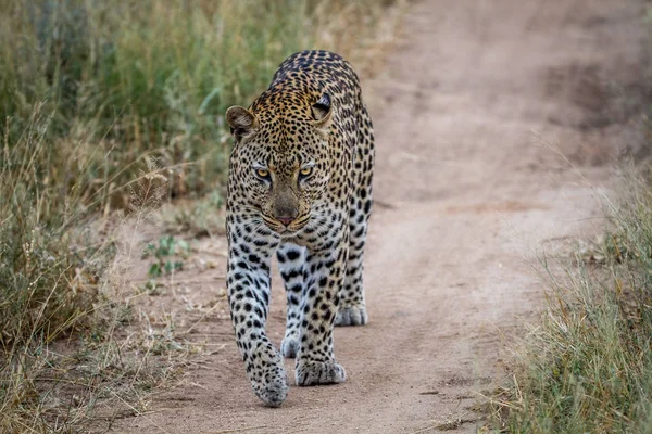 Leopard gyaloglás felé a kamera. — Stock Fotó