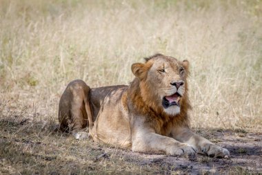 Erkek aslan çim döşeme.