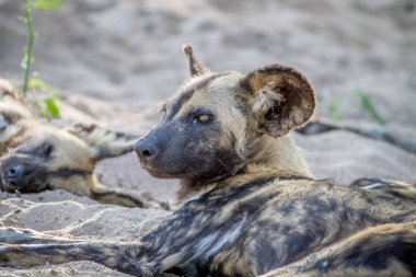 Afrika yaban köpeği kuma döşeme.