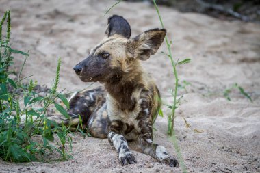 Afrika yaban köpeği kuma döşeme.